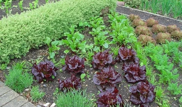 eco vegetable garden