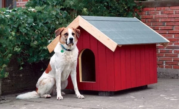 dog house