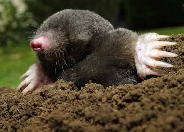 How to get rid of moles - mole