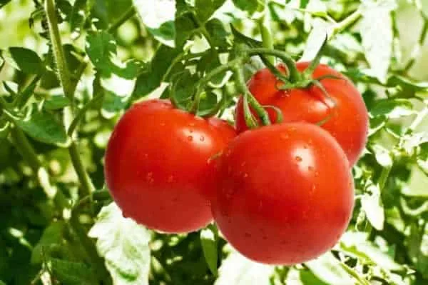 How to grow perfect tomatoes