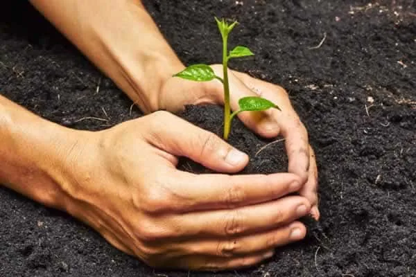 Organic fertilizers