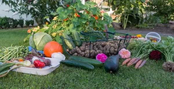 Fall vegetable garden - harvest