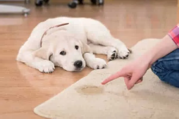 How to clean pet stains on your carpet