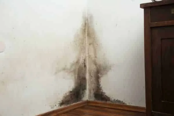 How to keep mold and mildew away from your home