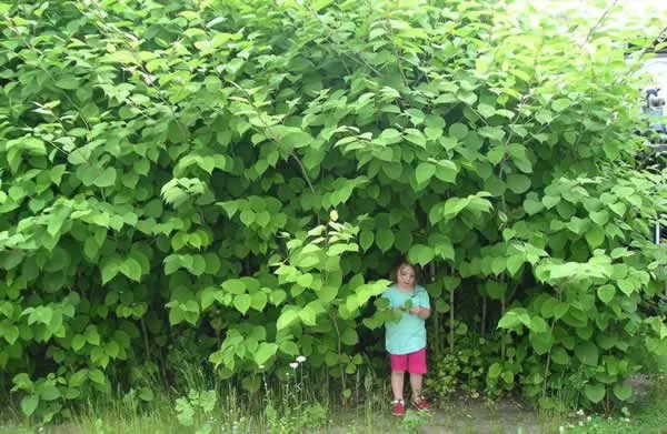 How to get rid of Japanese Knotweed