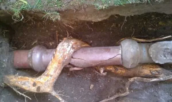 How to deal with tree roots growing into the pipes
