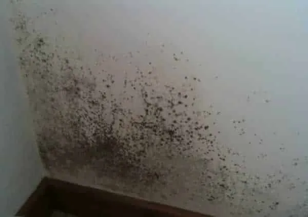 How to remove mold and mildew from your home