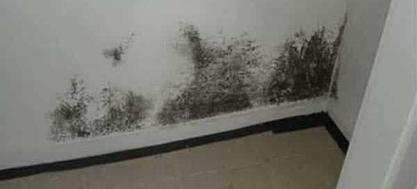 black mold in the corner of the room