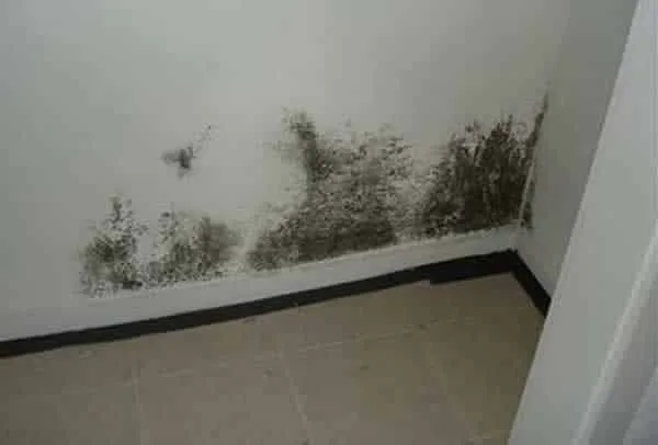 black mold in the corner of the room