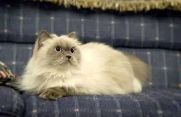 cat on the sofa