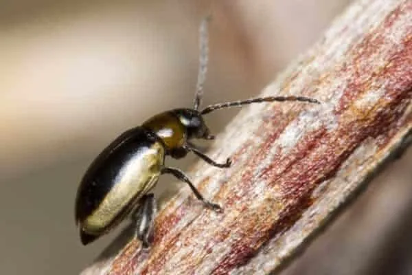 Where do fleas live in the house