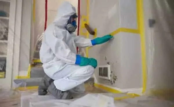 Los Angeles mold removal companies