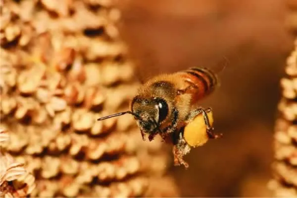Effective ways to get rid of bees in your backyard