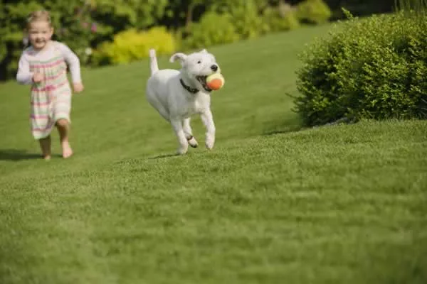 Guide to a healthy and organic lawn