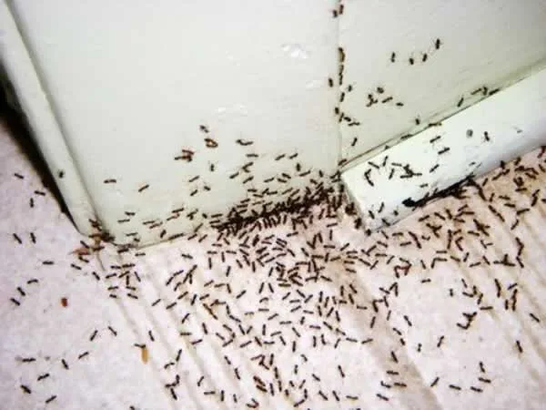 Practical ways to get rid of pest infestations fast