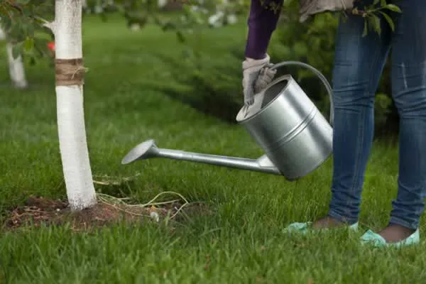 Taking Care of Trees
