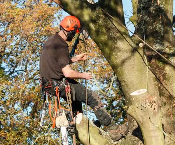 Tree Surgeons: Who Are They and What They Actually Do