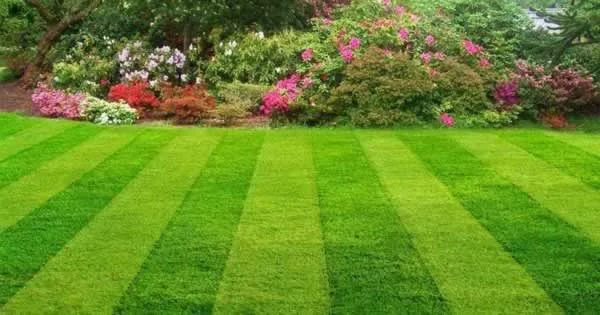 properly maintained lawn