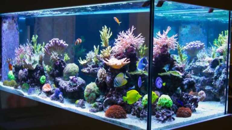 How to Maintain Your Fish Aquarium