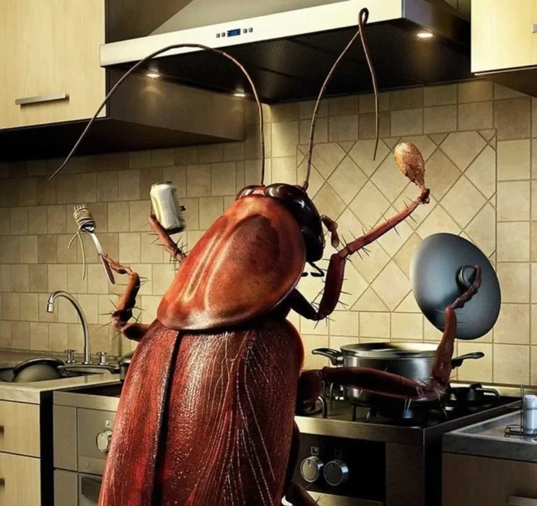 huge cockroach in the kitchen