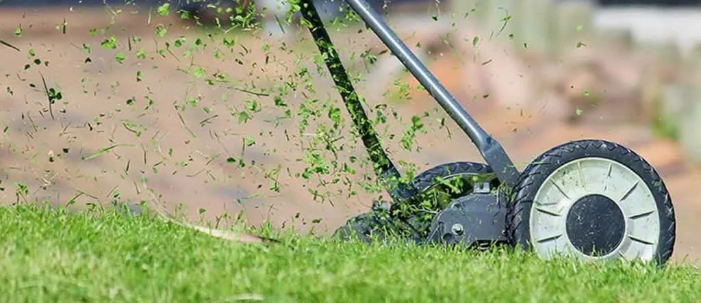 The Ultimate Guide in Scarifying Your Lawn