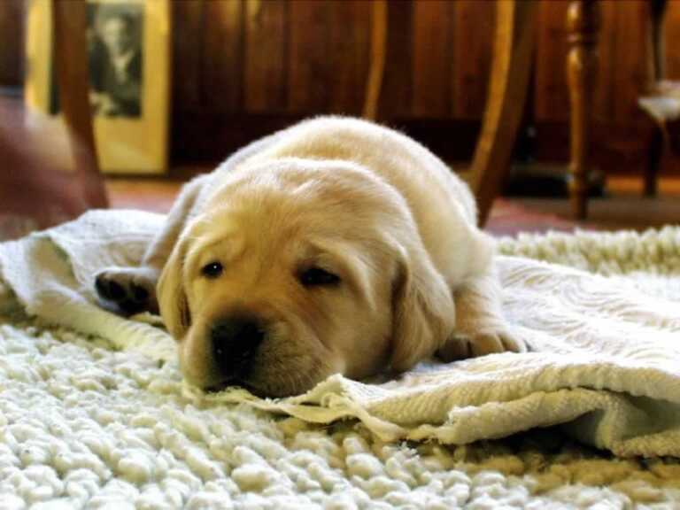 Tips for Making Your House Welcoming for the New Arriving Puppy
