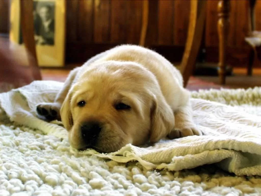 Tips for Making Your House Welcoming for the New Arriving Puppy