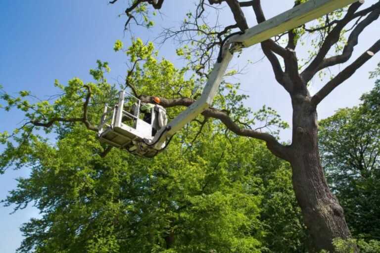 Tips to hiring a reputable tree service