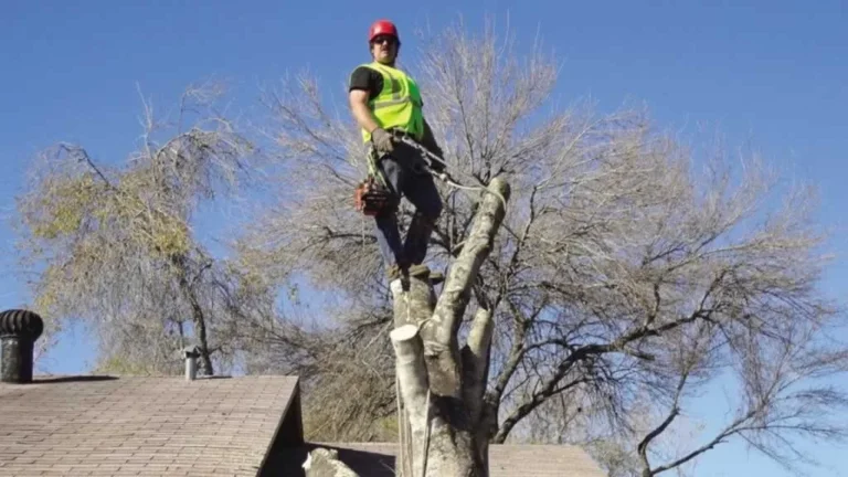 Finding a great handyman and tree surgeon - tree surgeon