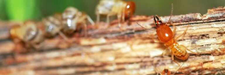 Tips for getting rid of termites