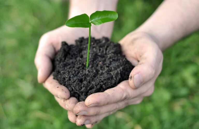 Easy Tips to Make Compost for Your Garden