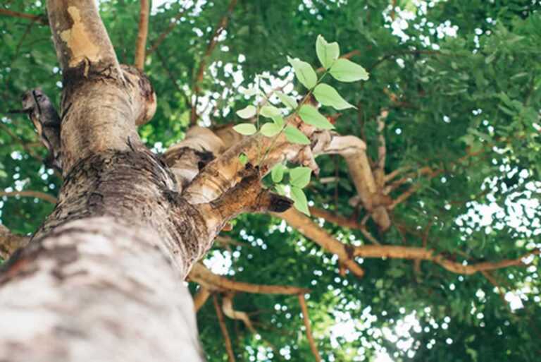 Seven Signs It’s Time To Hire Professional Tree Trimmers