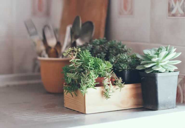 The Best House Plants for Small Spaces