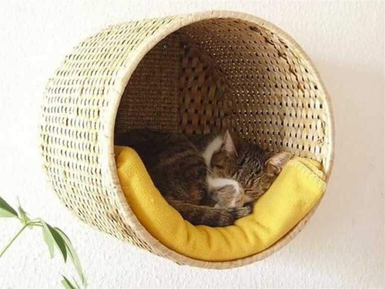 Tips to buying a great cat bed for your home