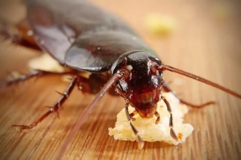 Ways to Prevent Pests Inside Your Home