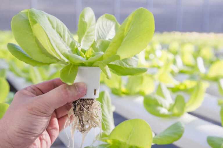 Advantages of Using Hydroponic Systems in Your Garden - plant