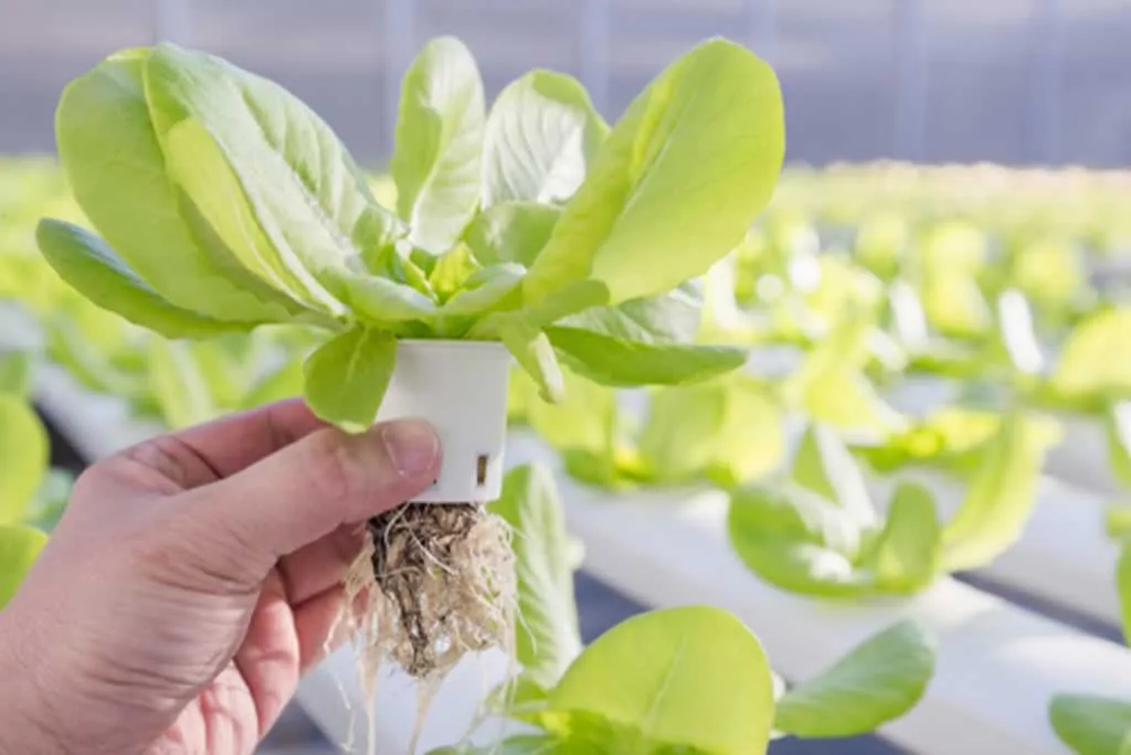 Advantages of Using Hydroponic Systems in Your Garden - plant