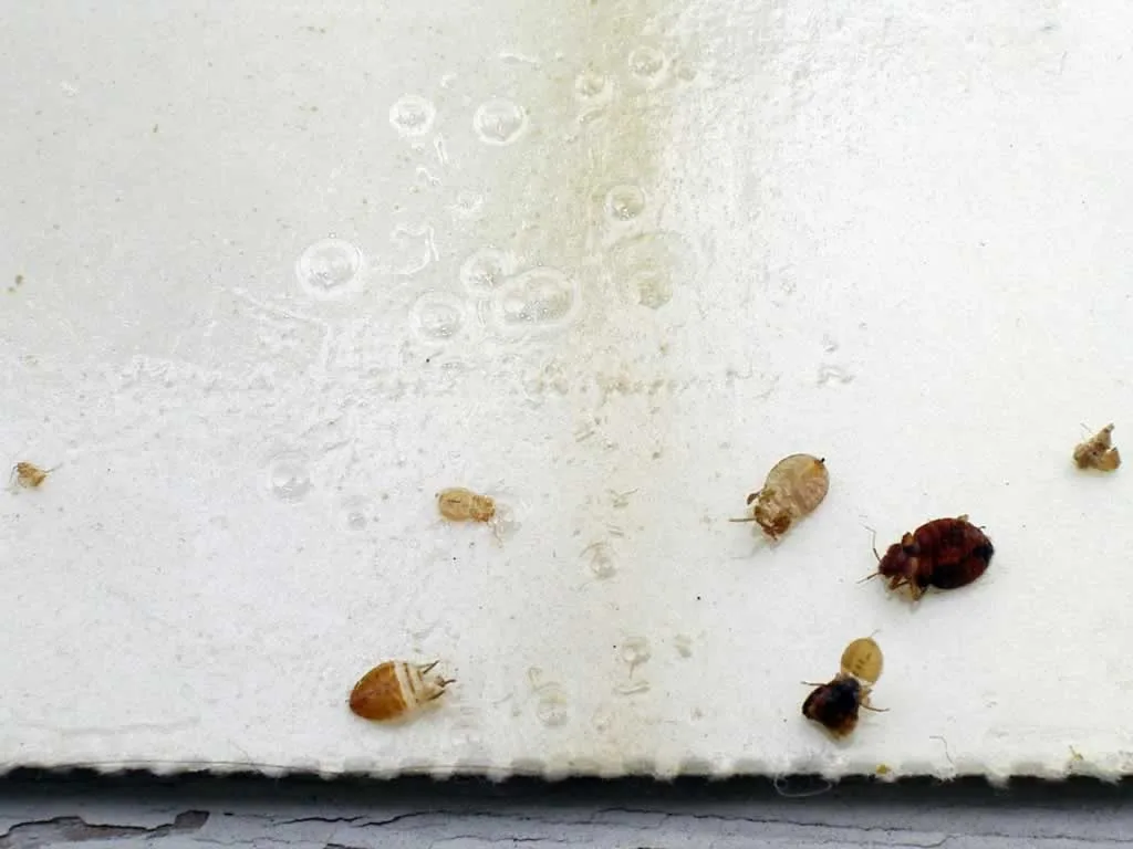 How to Prevent and Kill Bed Bugs in Your Mattress