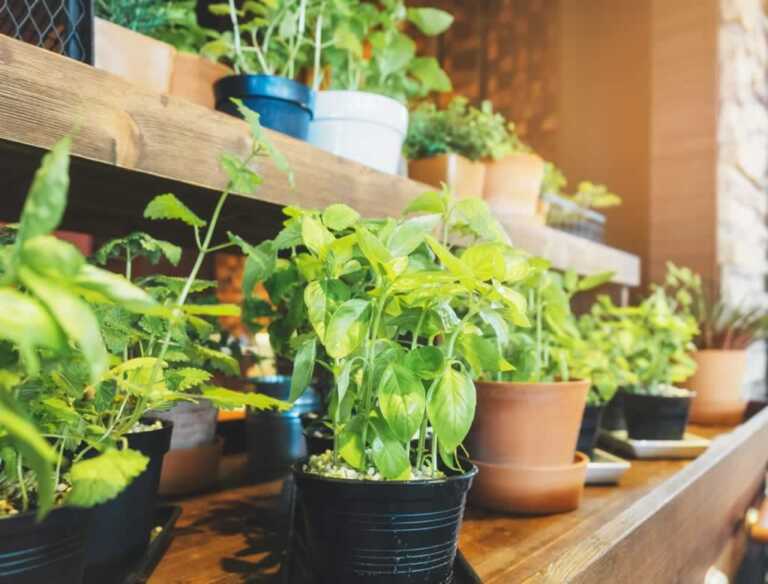 5 Ways to Keep Gardening Indoors When Winter Comes Around