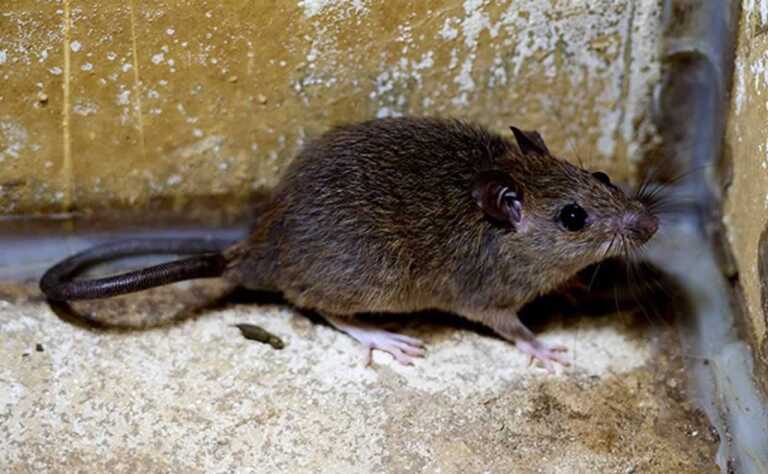 How to Find the Best Service for Getting Rid of Palm Rats