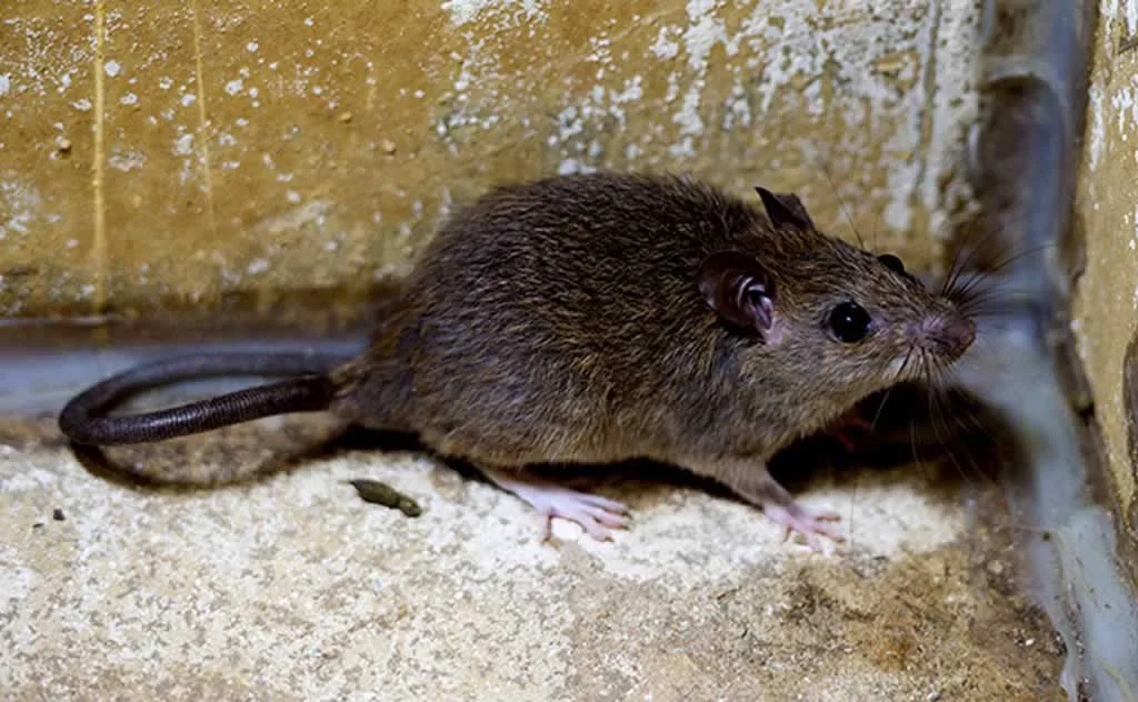 How to Find the Best Service for Getting Rid of Palm Rats