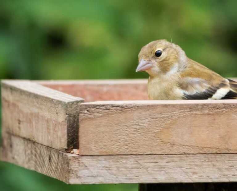 bird in a bird table