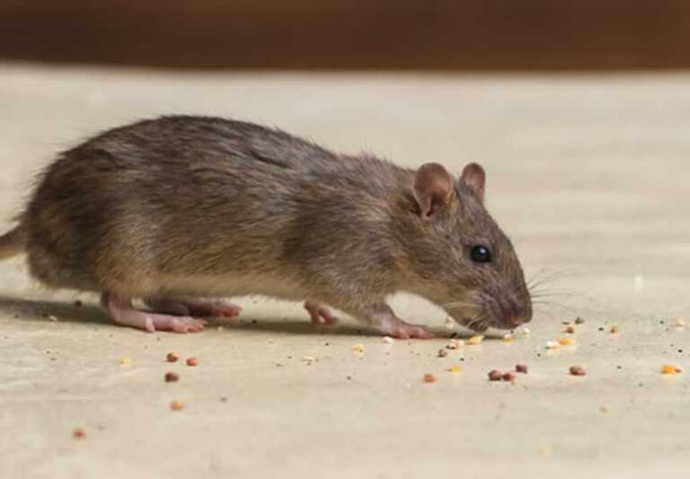 rat eating crumbs from the floor