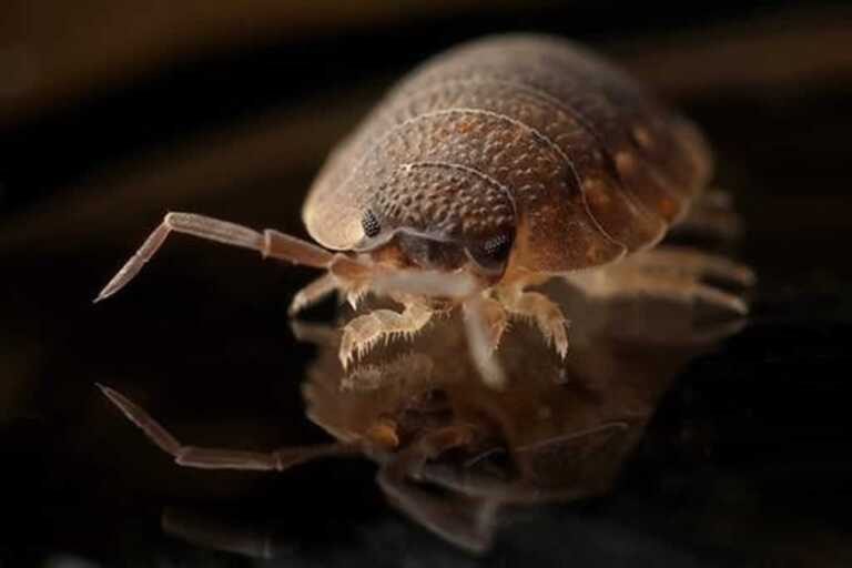 enhanced bed bug image on glass