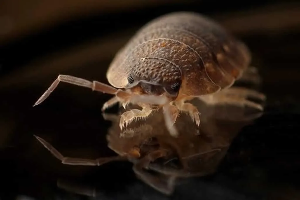 enhanced bed bug image on glass