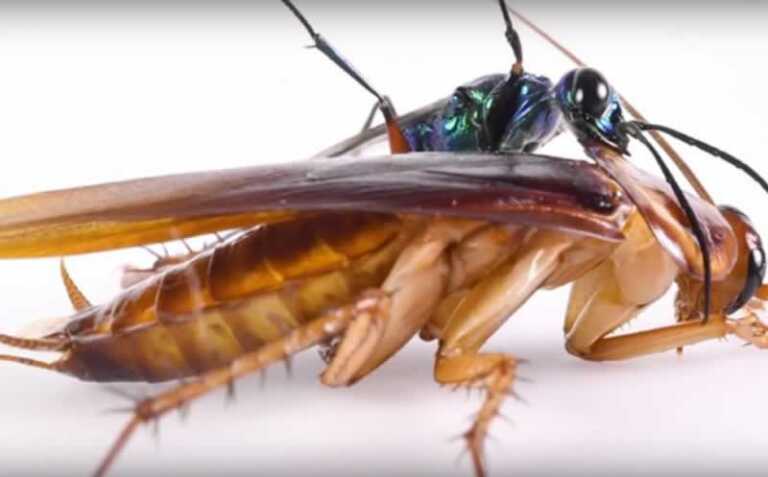 A Guide to Common Household Infestations