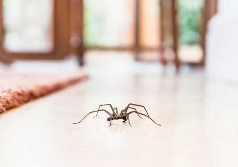 How Weather brings an Influx of Spiders into City Homes