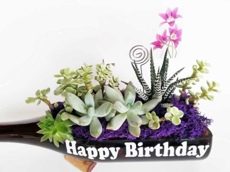 home medical plants in happy birthday pot