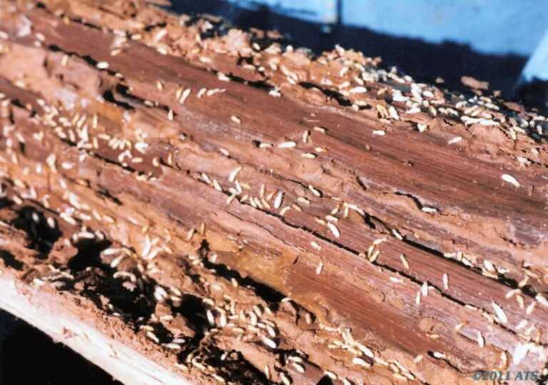huge termite infestation on a piece of wood