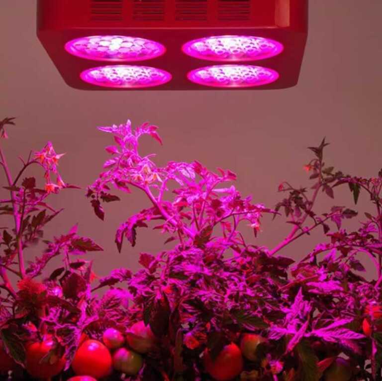 Grow organic vegetables year-round at home